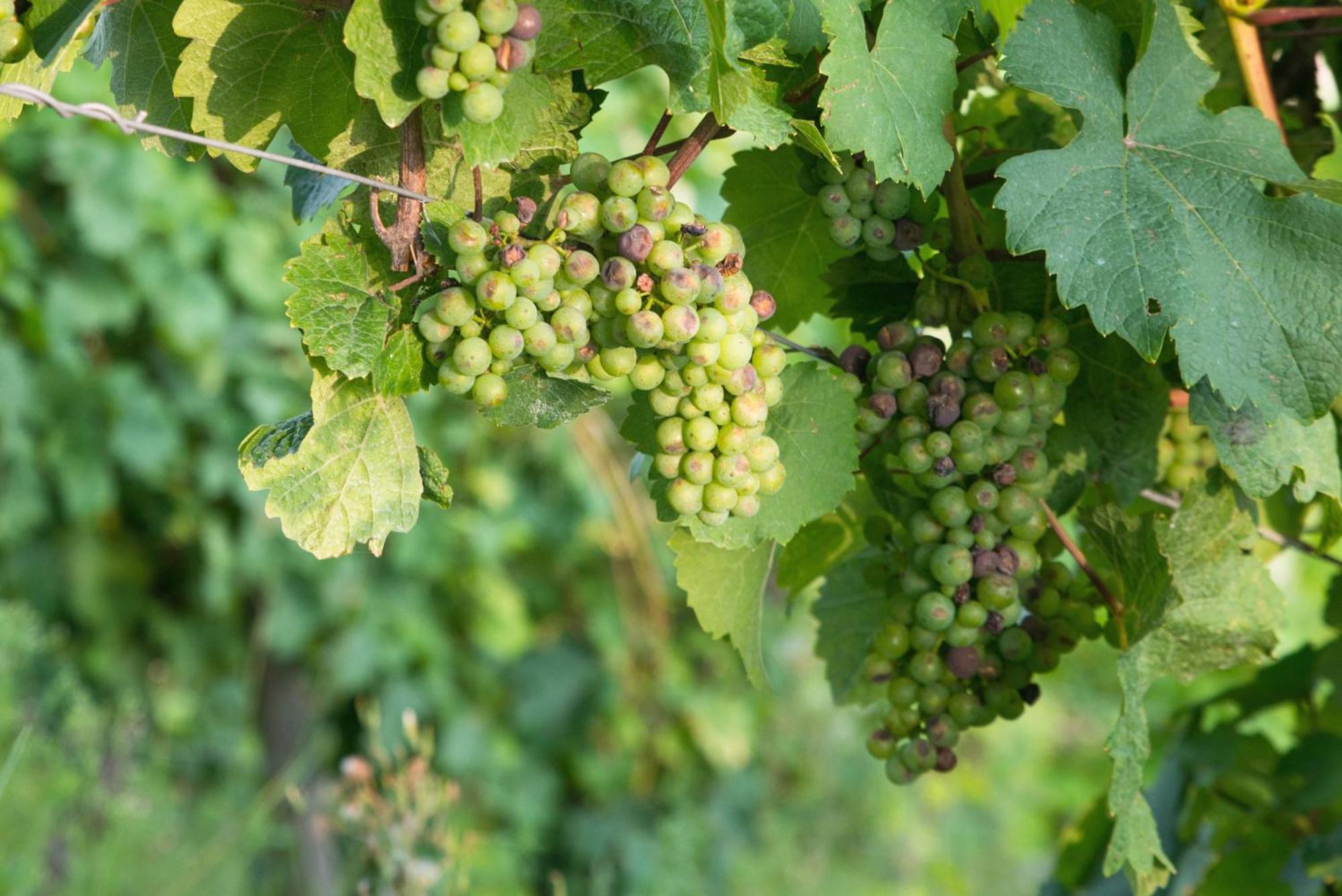 Weingut / Gaestehaus Gerlach อือร์ซิก ภายนอก รูปภาพ