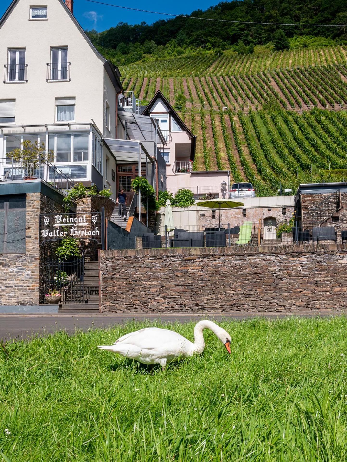 Weingut / Gaestehaus Gerlach อือร์ซิก ภายนอก รูปภาพ